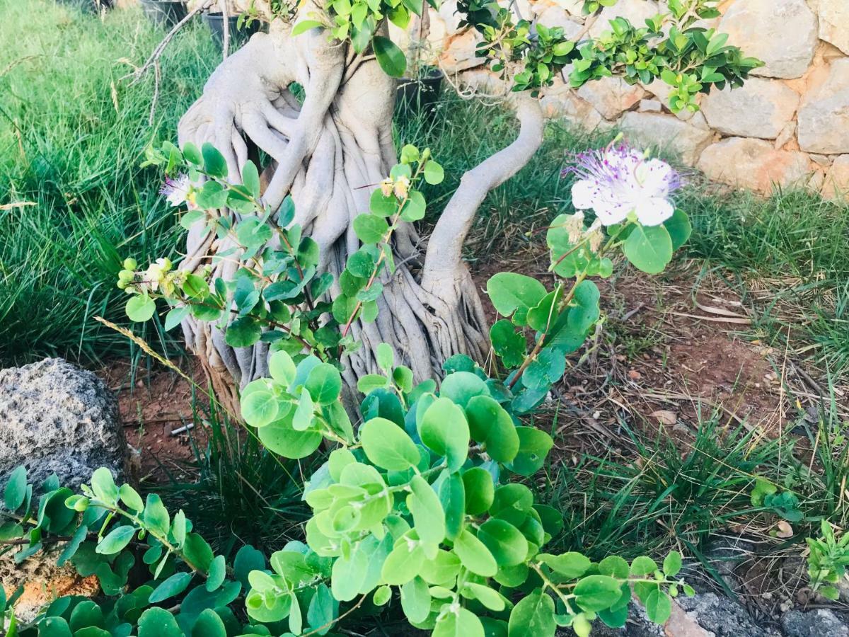 Villa Di Maria San Vito Lo Capo Exterior foto